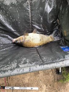 Leather Carp