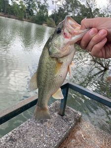Largemouth Bass