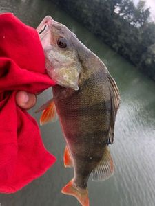 European Perch