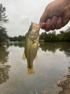 Largemouth Bass