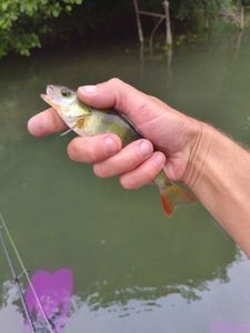 European Perch