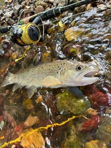 Brown Trout