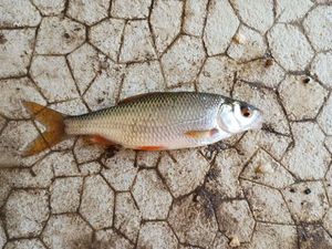 Roach