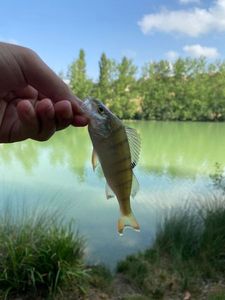 European Perch