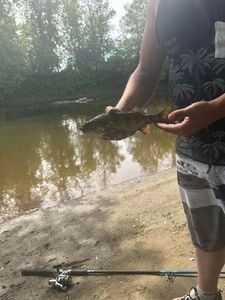 Yellow Perch