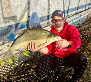 Common Bream