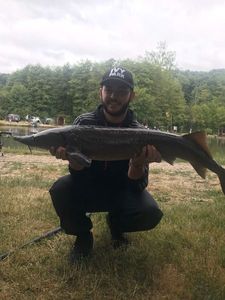 Beluga Sturgeon (European Sturgeon)