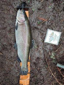 Rainbow Trout