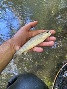 Brown Trout