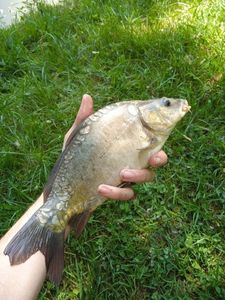 Mirror Carp