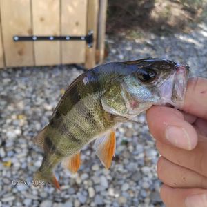 European Perch