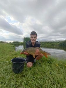 Common Carp
