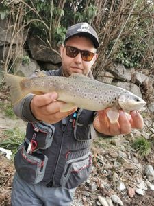 Brown Trout