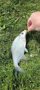 Common Bream