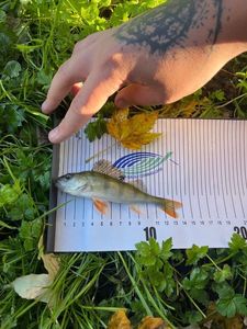 European Perch
