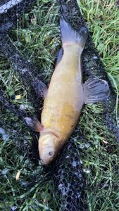 Tench
