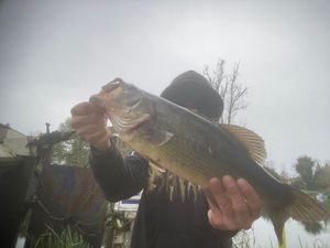 Largemouth Bass