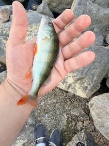 European Perch