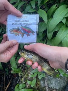 Brown Trout