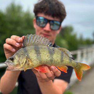 European Perch