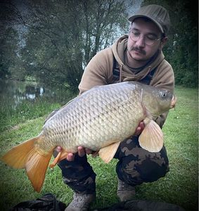 Common Carp