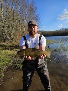 Tench