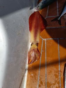 European Squid