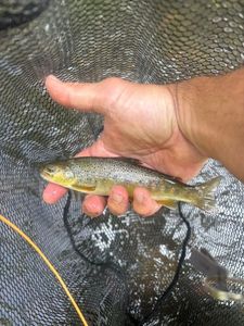 Brown Trout