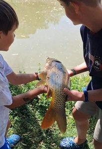 Common Carp