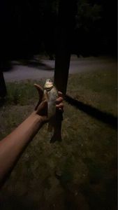 Roach