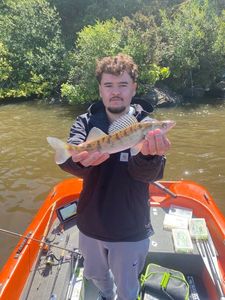 Zander