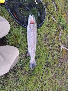 Rainbow Trout