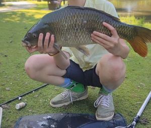 Common Carp