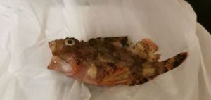 Red Scorpionfish