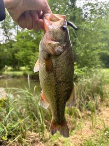 Largemouth Bass