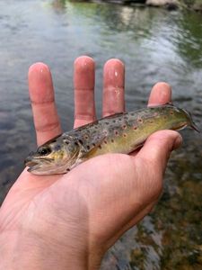 Brown Trout
