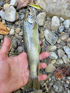 Brown Trout