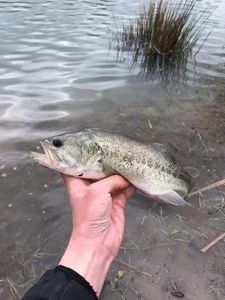 Largemouth Bass