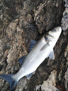 European Bass (Seabass)