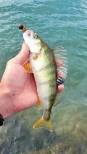 European Perch