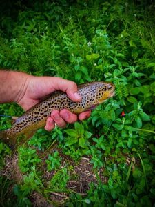 Brown Trout
