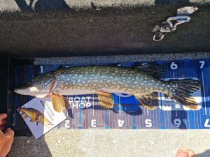 Northern Pike