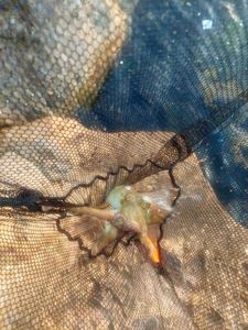 Common Octopus