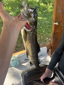 Ouananiche Salmon