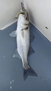 European Bass (Seabass)