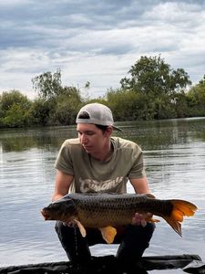 Common Carp