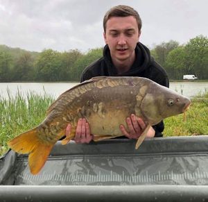 Mirror Carp
