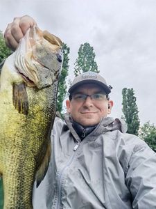 Largemouth Bass