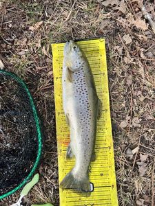Brown Trout