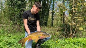 Common Carp